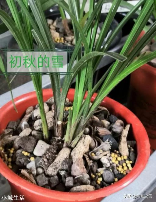 花生皮腐熟一周可以种兰花吗?