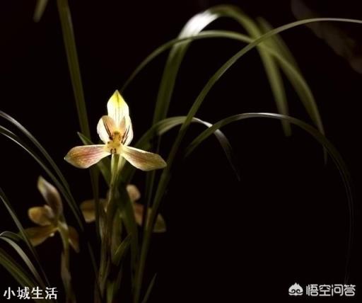 如何购买兰花？