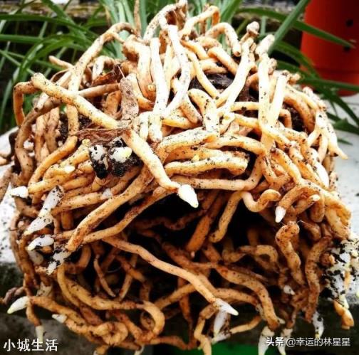 兰花服盆后，春秋施肥应在春天和秋天什么时候施肥最好，怎么把握？