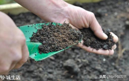 鸡蛋壳能用来种兰花吗？怎么用？
