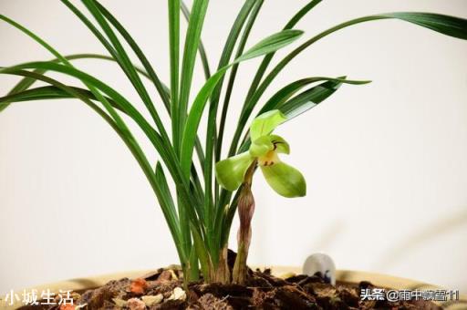鸡蛋壳能用来种兰花吗？怎么用？