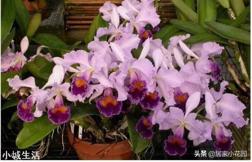 家里养什么兰花比较适宜?
