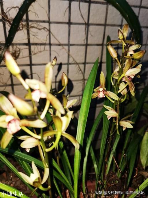 家里养什么兰花比较适宜?