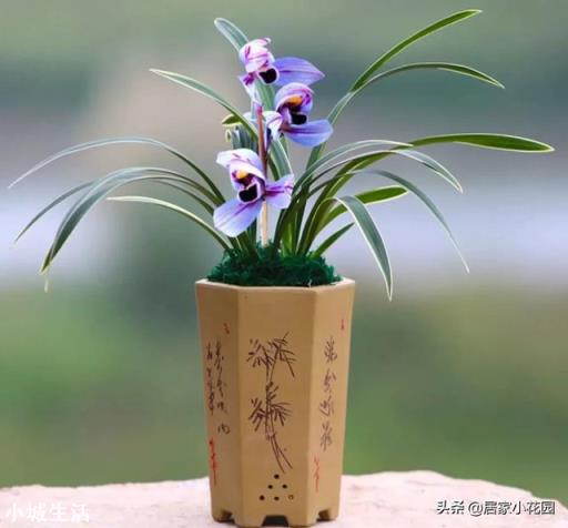 家里养什么兰花比较适宜?