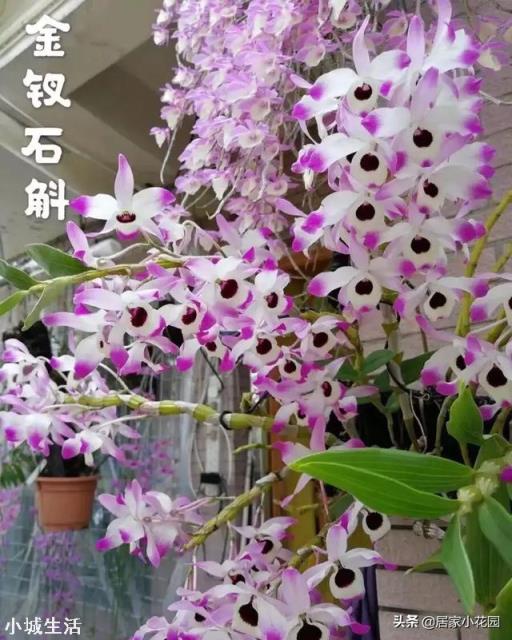家里养什么兰花比较适宜?
