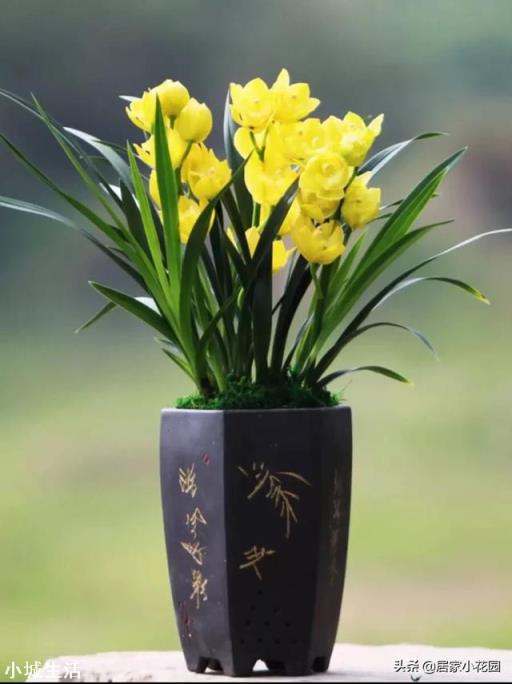 家里养什么兰花比较适宜?