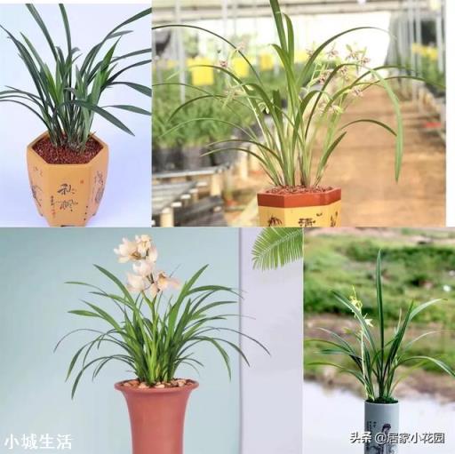 家里养什么兰花比较适宜?