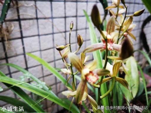 家里养什么兰花比较适宜?