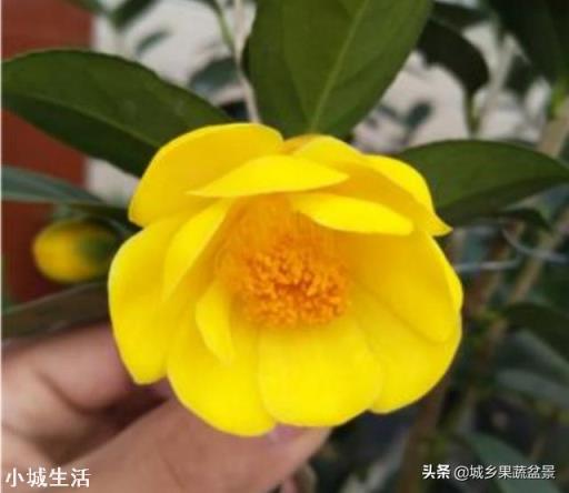用细沙养花可以吗?