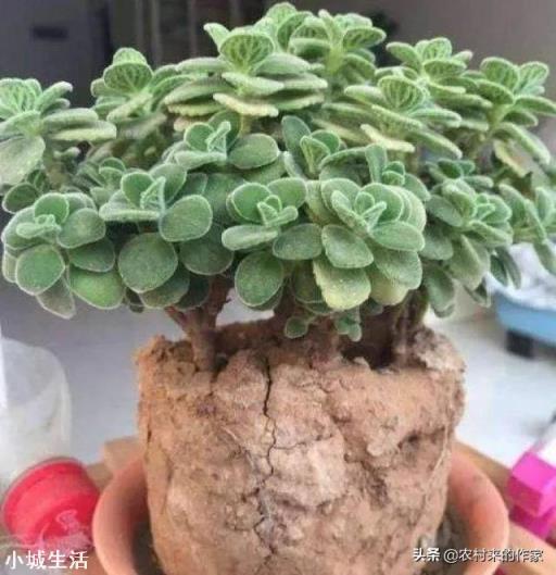 用细沙养花可以吗?