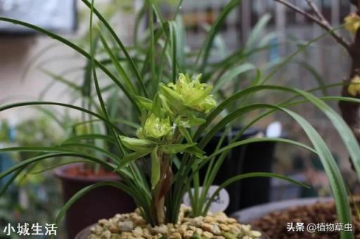 夏天阳台养兰应注意什么？