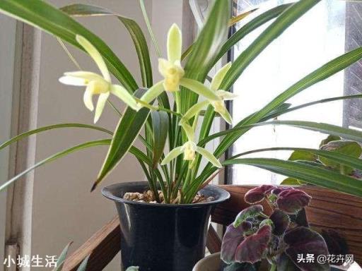 夏天阳台养兰应注意什么？