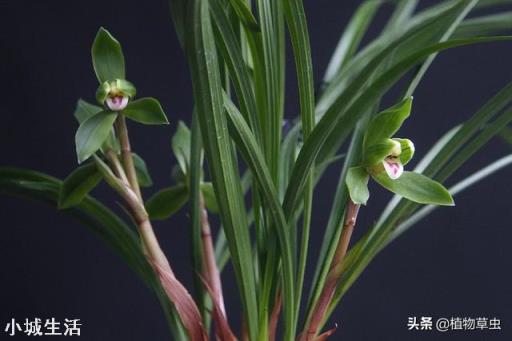 夏天阳台养兰应注意什么？