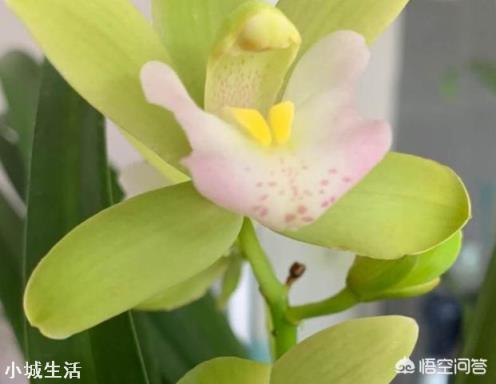 夏天阳台养兰应注意什么？