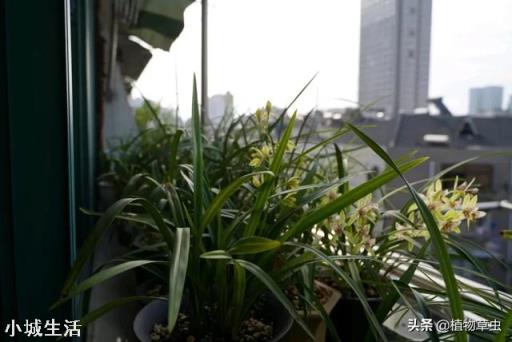 夏天阳台养兰应注意什么？