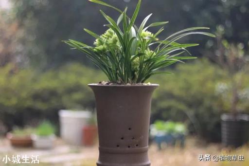 夏天阳台养兰应注意什么？