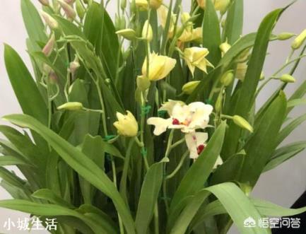夏天阳台养兰应注意什么？