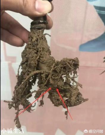 网购花卉，哪些城市的不能买？