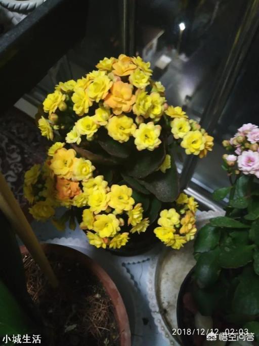 长寿花开花的时候能上肥吗?