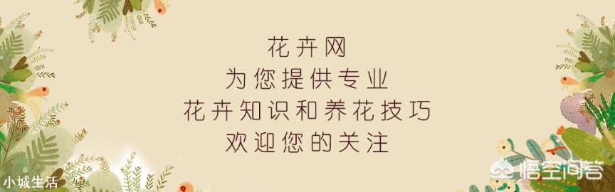 长寿花开花的时候能上肥吗?