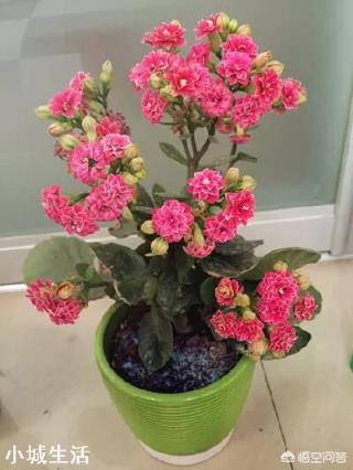 长寿花开花的时候能上肥吗?