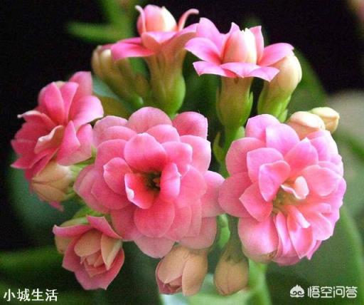 长寿花开花的时候能上肥吗?