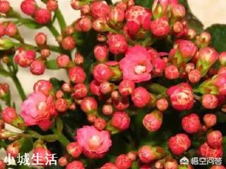 长寿花开花的时候能上肥吗?