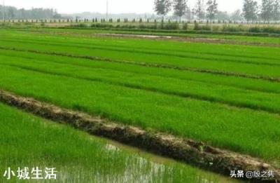 农村种植水稻,磷肥对水稻有多大作用?
