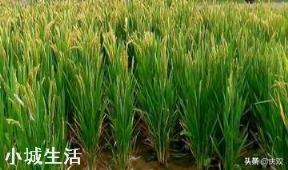 农村种植水稻,磷肥对水稻有多大作用?