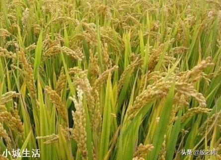 农村种植水稻,磷肥对水稻有多大作用?