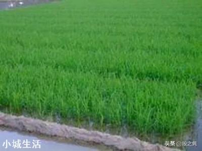农村种植水稻,磷肥对水稻有多大作用?
