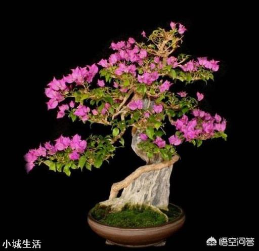 三角梅冬季休眠是否需要修剪？
