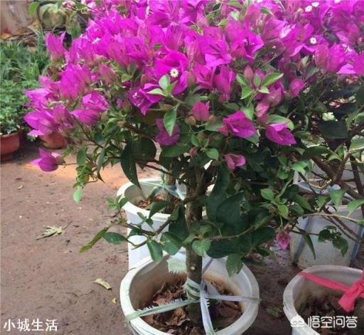 三角梅冬季休眠是否需要修剪？