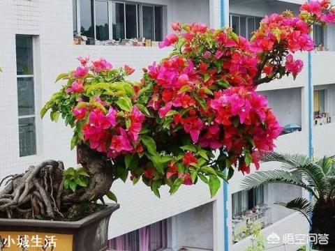 三角梅冬季休眠是否需要修剪？