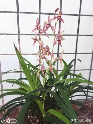 兰花剪掉花剑多久可以换盆?