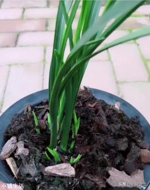兰花剪掉花剑多久可以换盆?