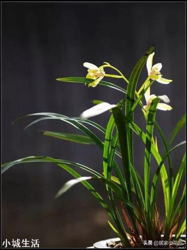 兰花剪掉花剑多久可以换盆?
