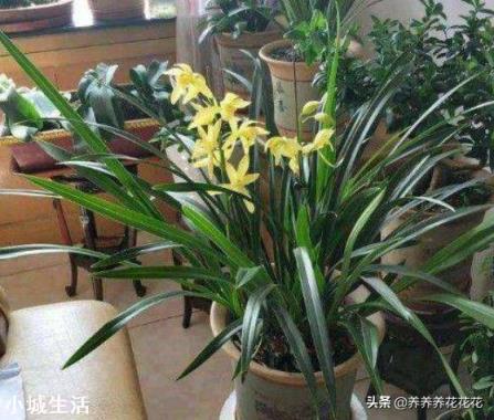兰花剪掉花剑多久可以换盆?