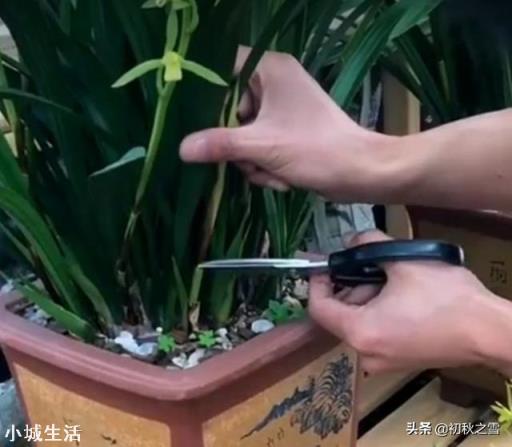 兰花剪掉花剑多久可以换盆?