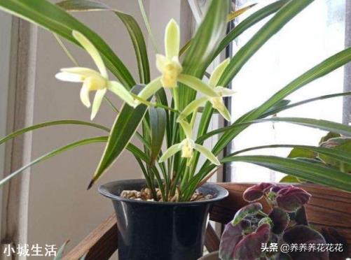 兰花剪掉花剑多久可以换盆?