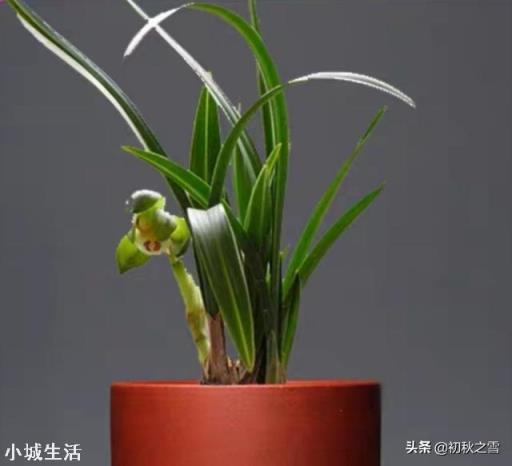 兰花剪掉花剑多久可以换盆?