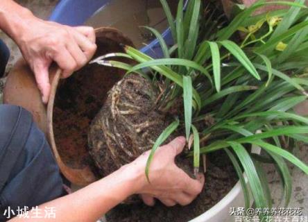 兰花剪掉花剑多久可以换盆?