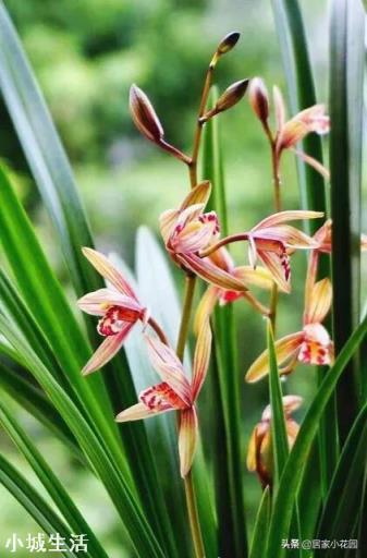 兰花剪掉花剑多久可以换盆?