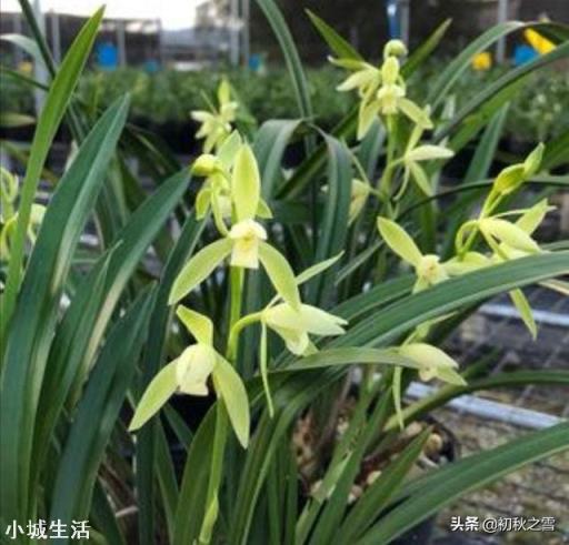 兰花剪掉花剑多久可以换盆?