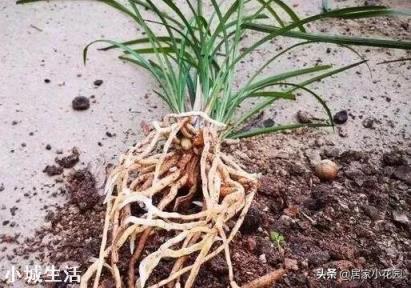 兰花剪掉花剑多久可以换盆?