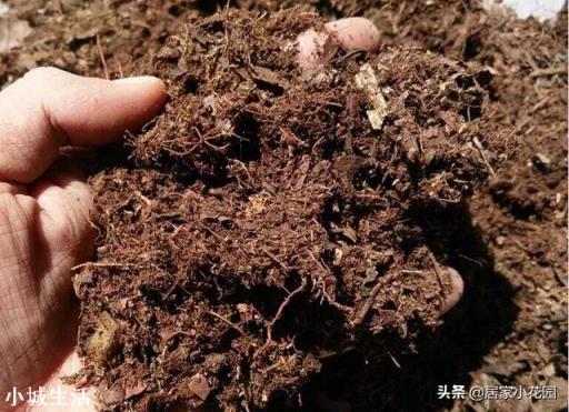 兰花剪掉花剑多久可以换盆?