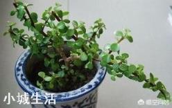 金枝玉叶开花吗?如何培育才能开花?