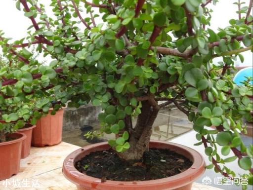 金枝玉叶开花吗?如何培育才能开花?