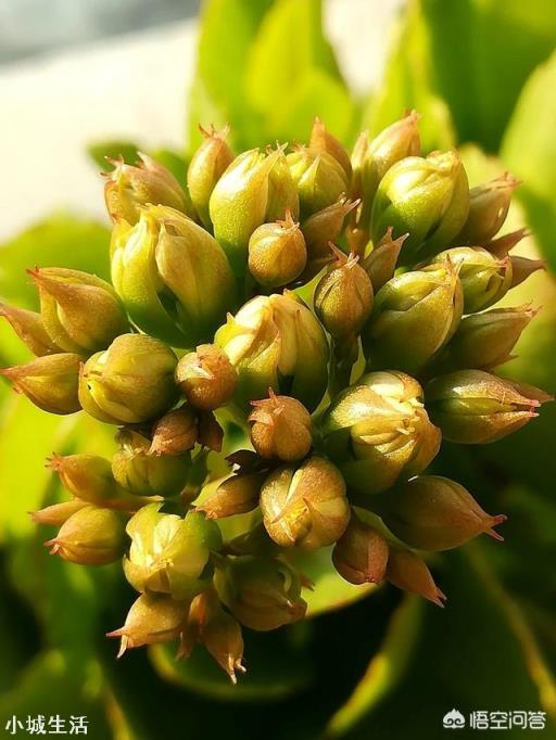家里的长寿花到现在还没有打花苞，这个冬天还会开花吗？