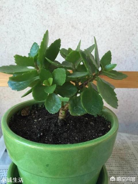 家里的长寿花到现在还没有打花苞，这个冬天还会开花吗？